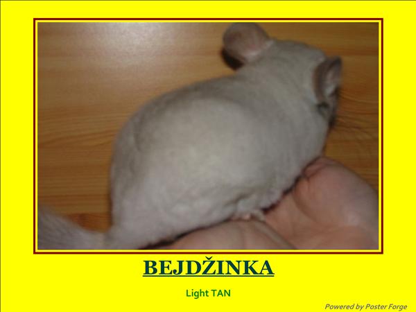 bej 1.jpg