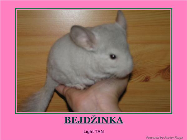 bejd 4.jpg