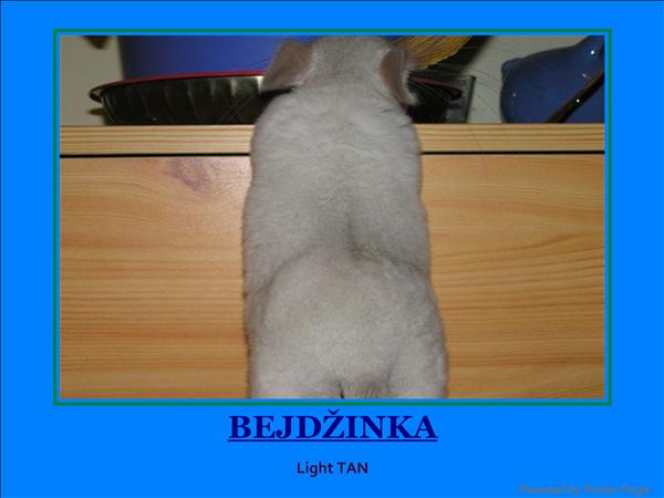 bejd 5.jpg